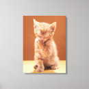 Search for tabby cat canvas prints Young animal