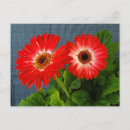 Search for red daisy postcards Flower