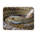 Search for venom Venomous snake