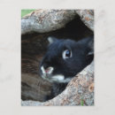 Search for hiding vertical postcards Bunny