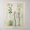 Search for herbal medicine posters 15th
