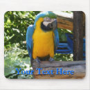 Search for and gold macaw electronics Wildlife