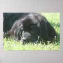 Search for akc posters Dog
