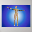 Search for female anatomy posters Human limbs