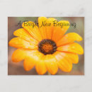 Search for orange daisy postcards Floral