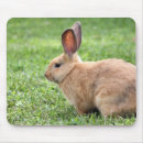 Search for easter bunny mousepads Hare