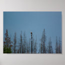 Search for eagle feathers posters Sky