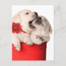 Search for dog bite cards Animal