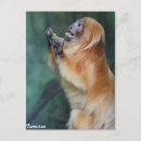 Search for tamarin postcards Monkey