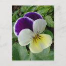 Search for viola postcards Floral