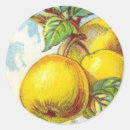 Search for vintage fruit illustration stickers Garden