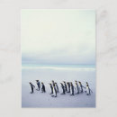 Search for aptenodytes postcards Full length