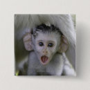 Search for baboons badges Animal