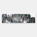 Search for white tigers bumper stickers Tiger eyes