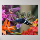 Search for tropical butterfly posters Wildlife