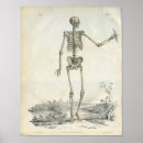 Search for skeleton bones art Medical
