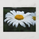 Search for pollen postcards Nature