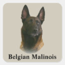 Search for belgian malinois gear stickers Animal