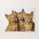 Search for ginger cat puzzles Cute