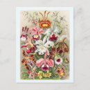 Search for wild orchid postcards Exotic