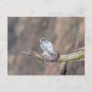 Search for peregrination postcards Animal