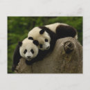 Search for giant sympathy cards China