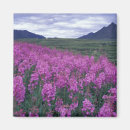 Search for fireweed magnets Nature