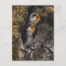 Search for swallows postcards Baby bird