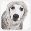 Search for temperature stickers Winter