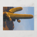Search for arizona postcards Photography