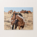 Search for wild mustang Oregon