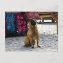 Search for pei postcards Canine