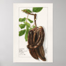 Search for legume posters Fruit