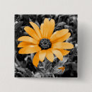 Search for orange blossom badges Floral