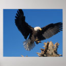 Search for birds of prey posters Homer