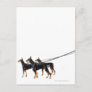Search for leashed postcards Animal