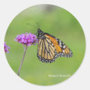 Search for monarch butterfly stickers Insect