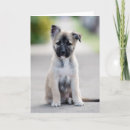 Search for german shepherd cards Cute