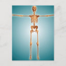 Search for human bones postcards Skeletal system