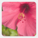 Search for hawaii stickers Pink