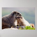Search for marmot posters Animals
