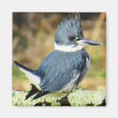 Search for kingfish magnets Belted kingfisher