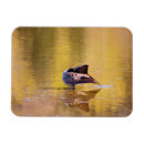 Search for pond reflection Bird