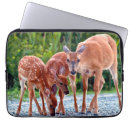 Search for deer laptop cases Animals in the wild