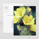 Search for beetles postcards Flower