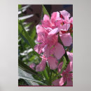 Search for oleander posters Flowers