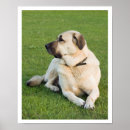 Search for anatolian shepherd Dogs