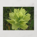 Search for brushes postcards Paintbrush