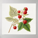 Search for rubus Raspberry