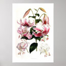 Search for lilium posters Flowers